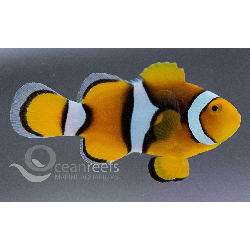 Percula Anemonefish