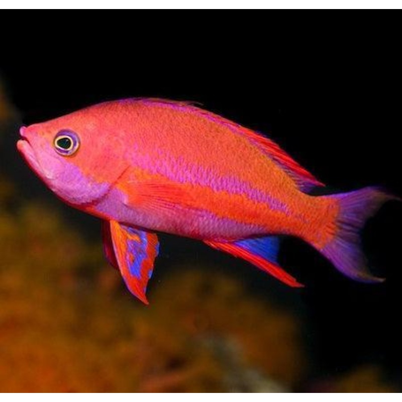 Randall's Anthia