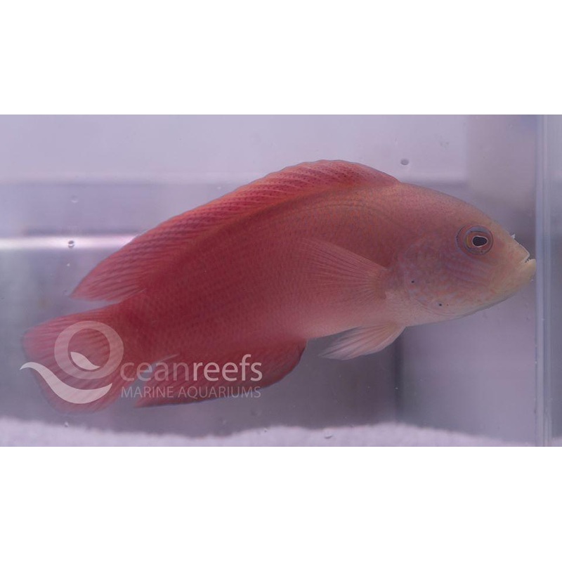 Red and Green Dottyback