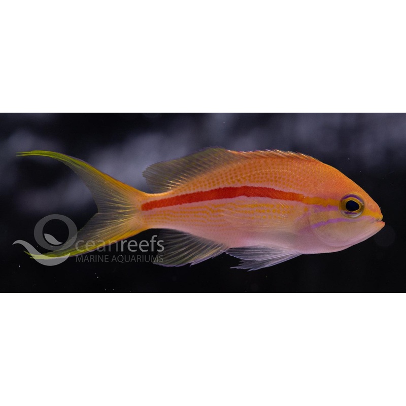 Red Line Anthia