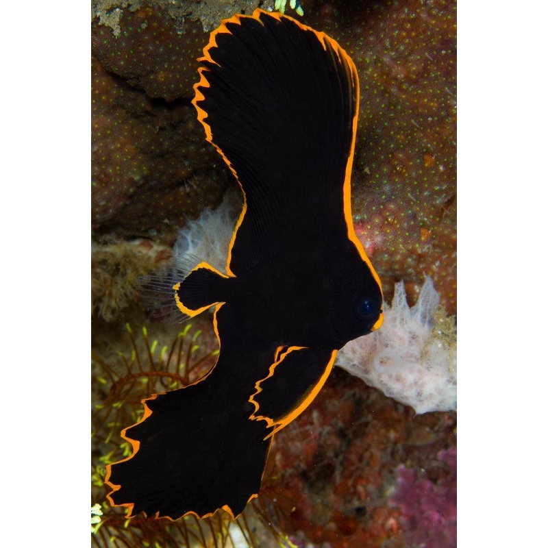 Red Line Batfish