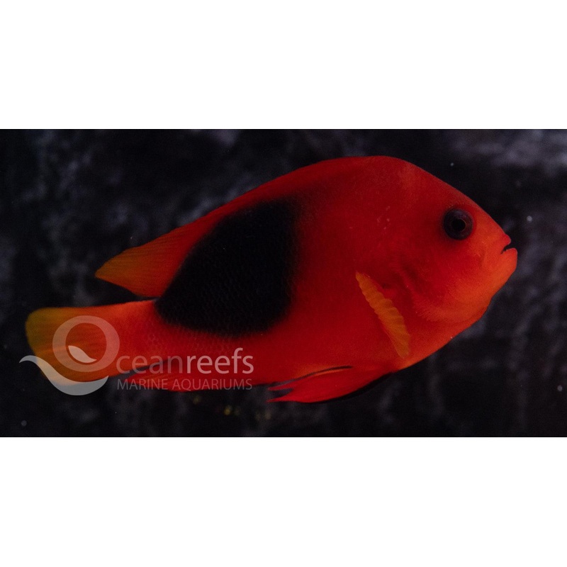 Red Saddleback Anemonefish
