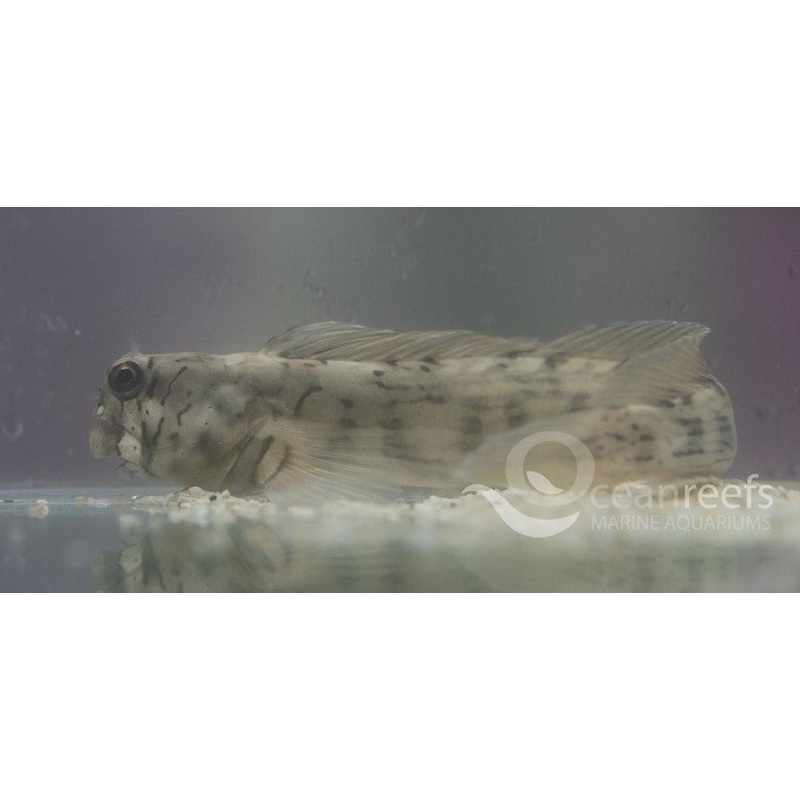 Rippled Rockskipper Blenny