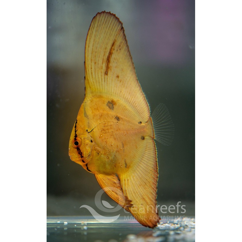 Round Batfish