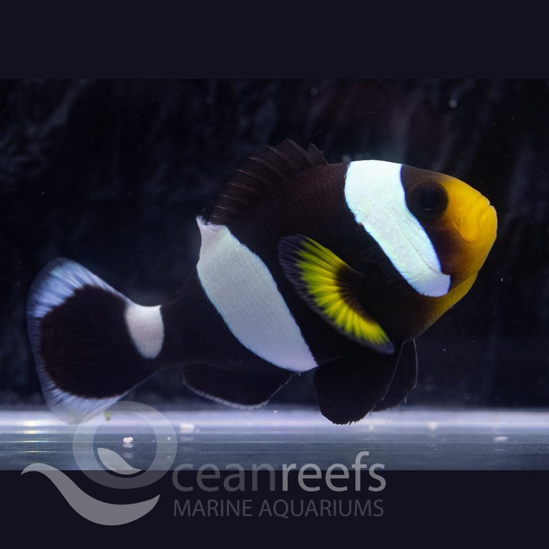 Saddleback Anemonefish