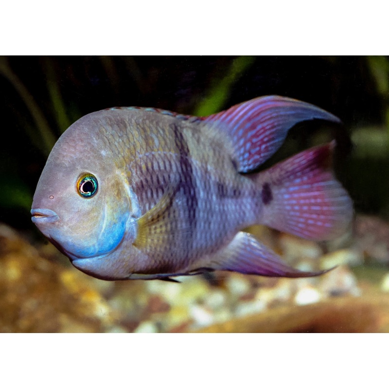 Sajica T Bar Cichlid