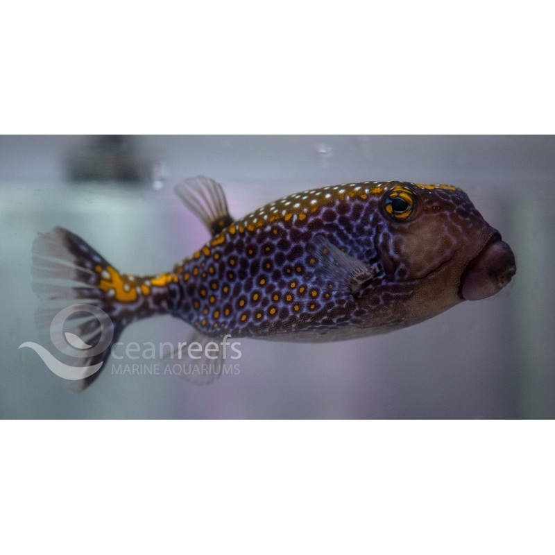 Scribbled Boxfish Male