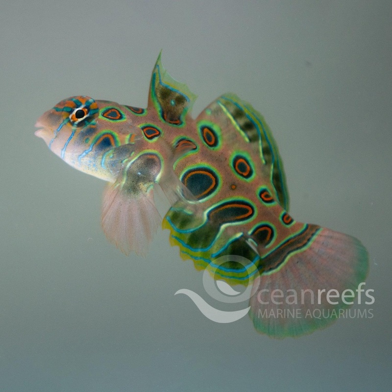 Spotted Mandarin