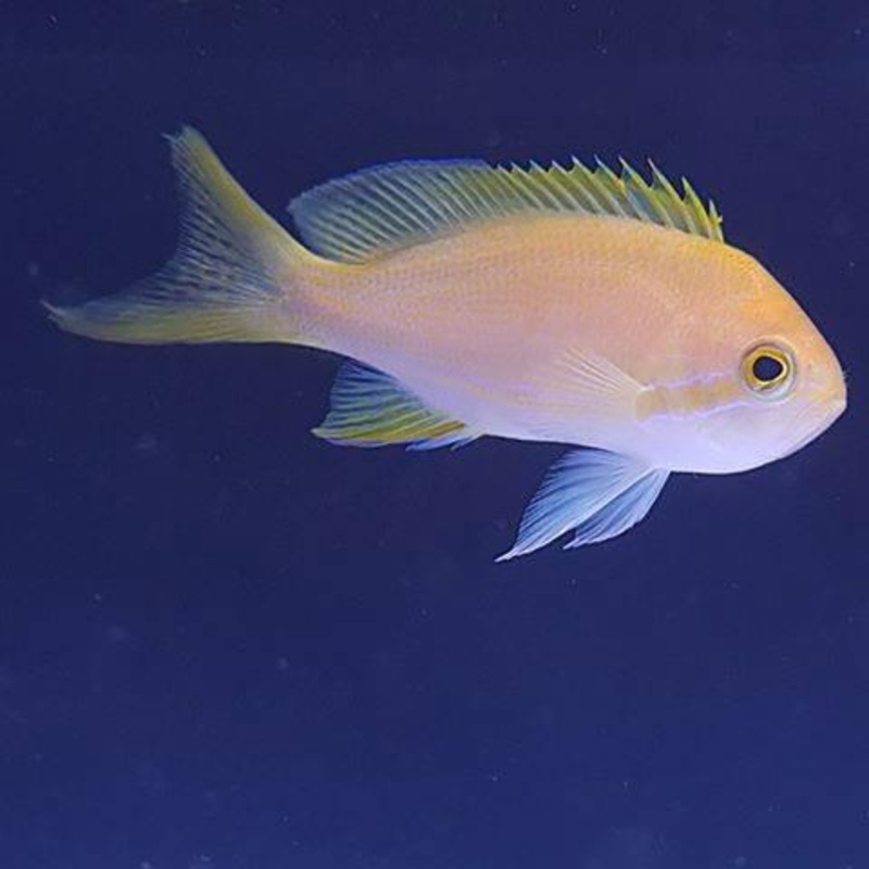 Square Block Anthia (Female)