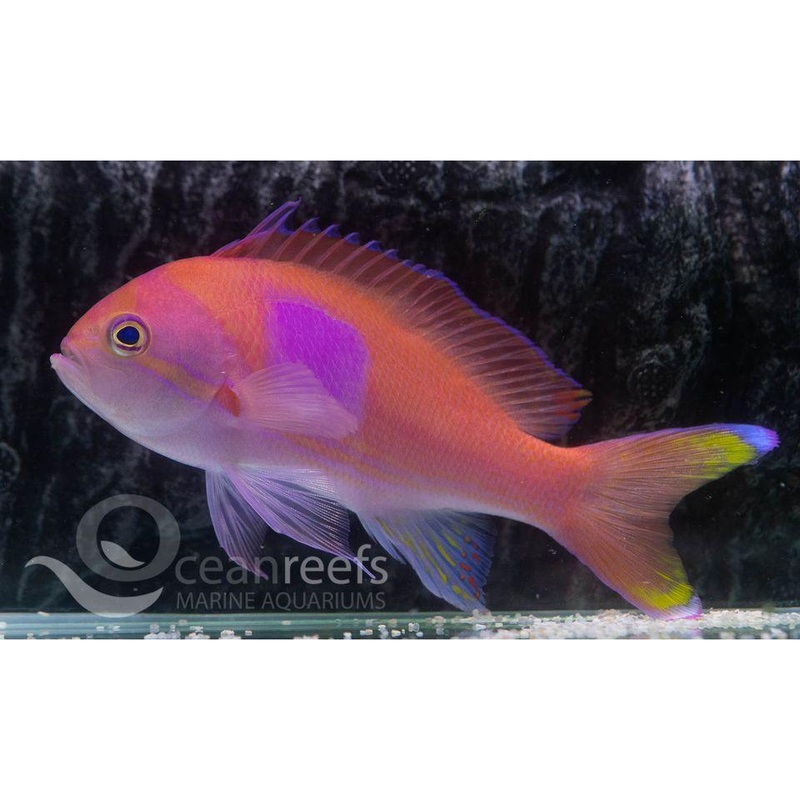 Square Block Anthia (Male)
