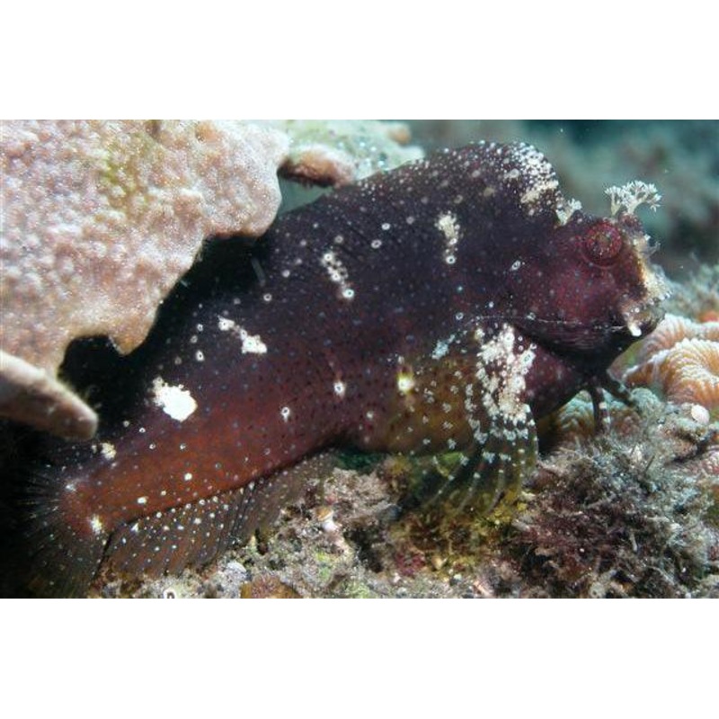 Starry Blenny
