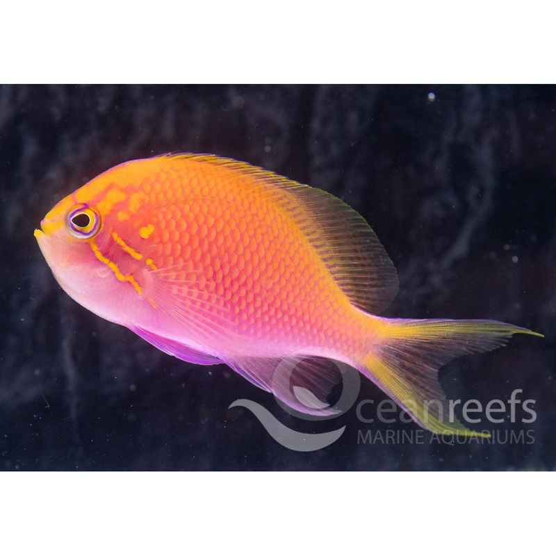 Sunburst Anthia