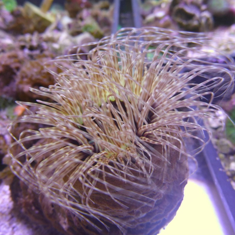 Tube Anemone