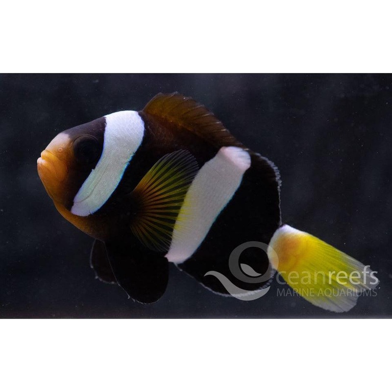 WA Clarkii Anemonefish