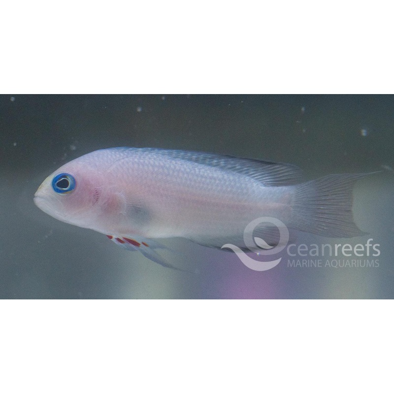 White Tail Dottyback