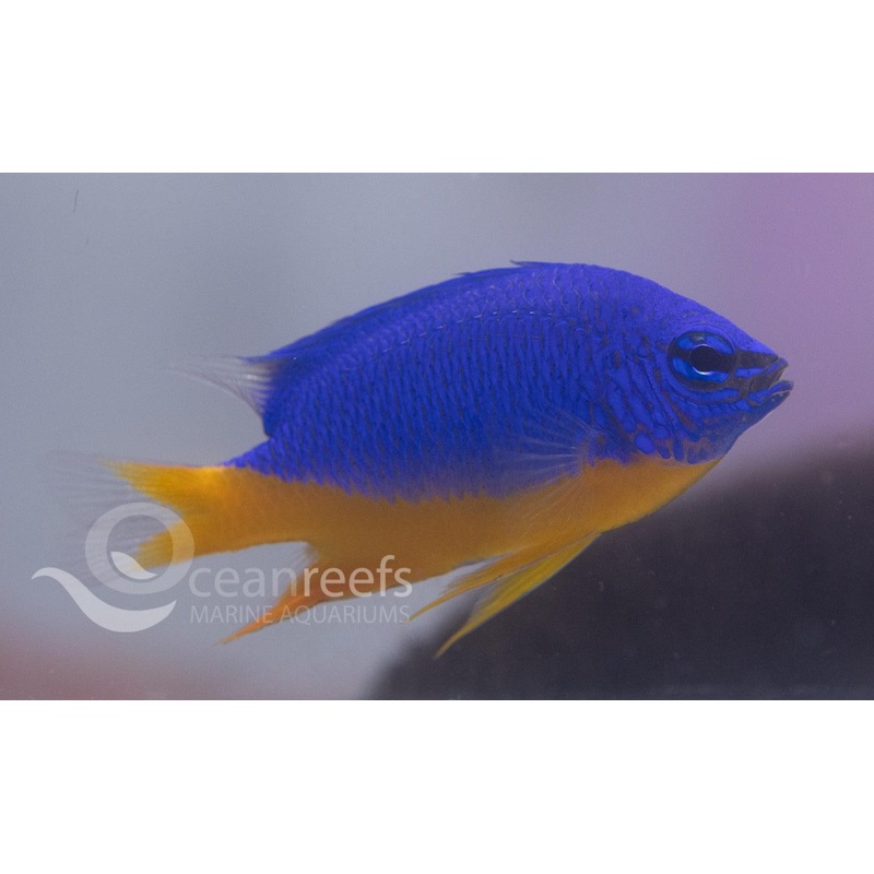 Yellow Belly Kupang Damsel