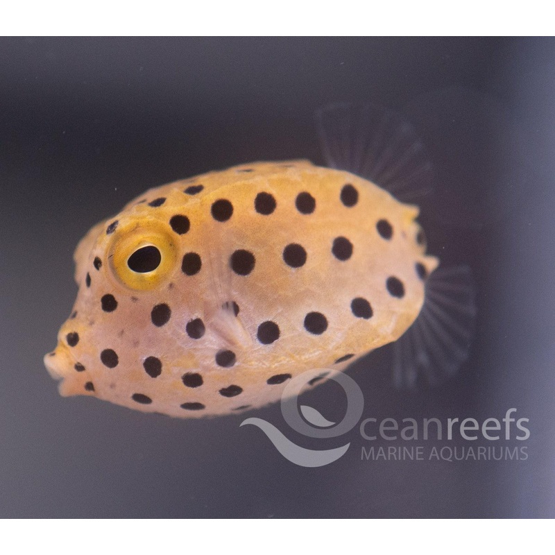 Yellow Boxfish