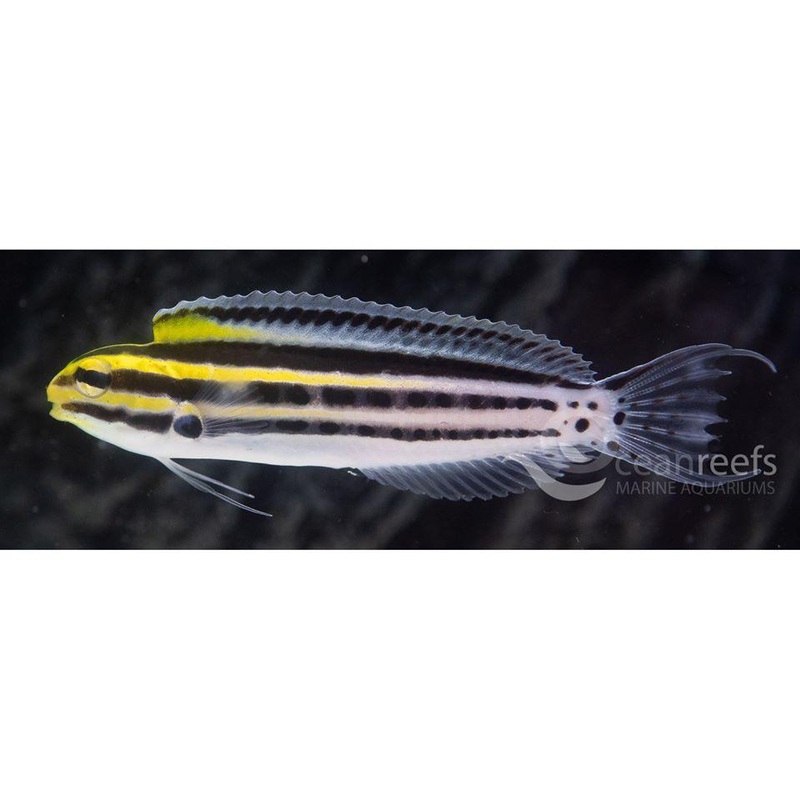 Yellow Lined Blenny