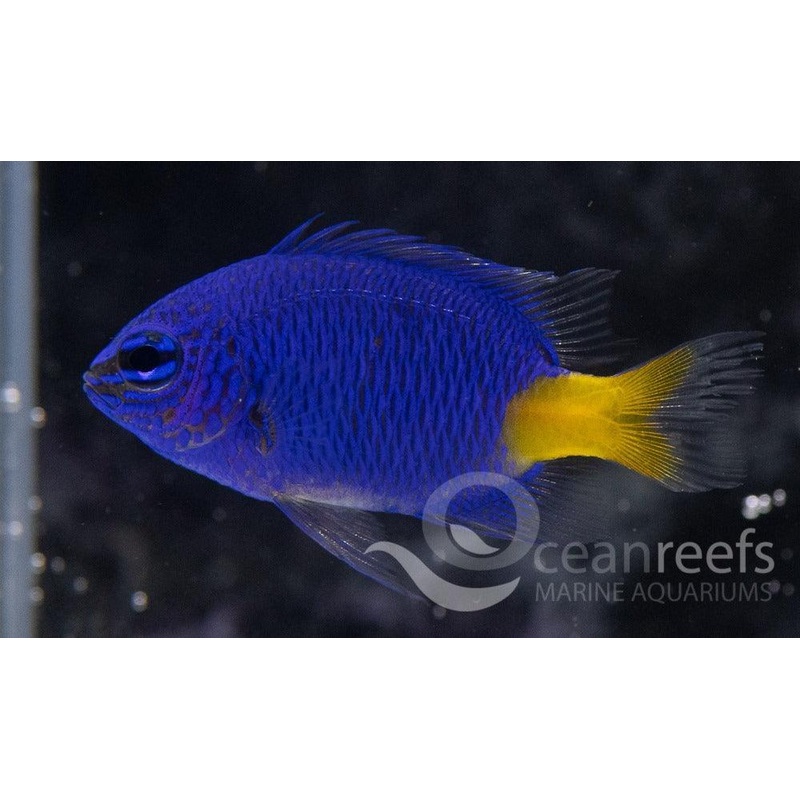 Yellow Tail Kupang Damsel