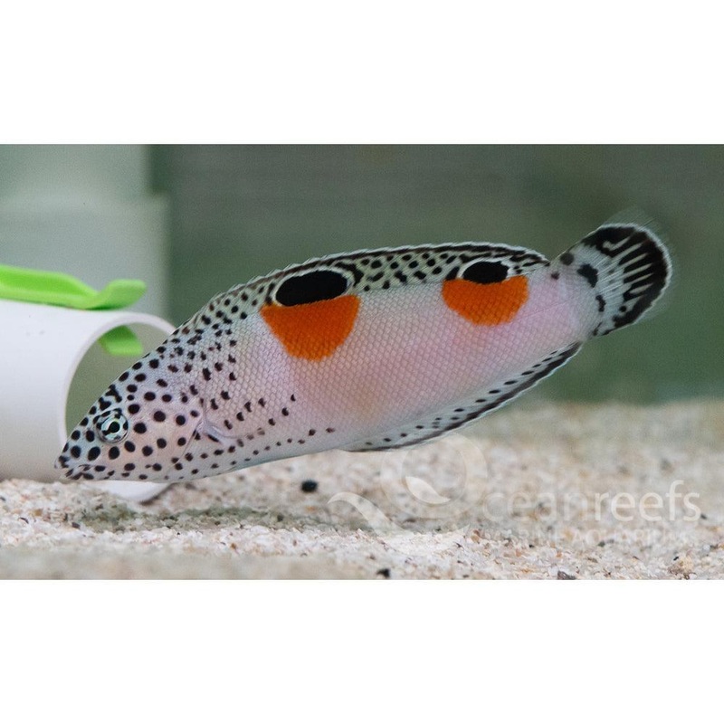 African Clown wrasse