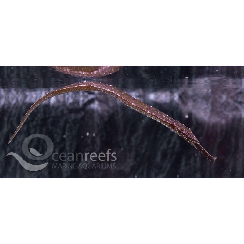 Alligator Pipefish