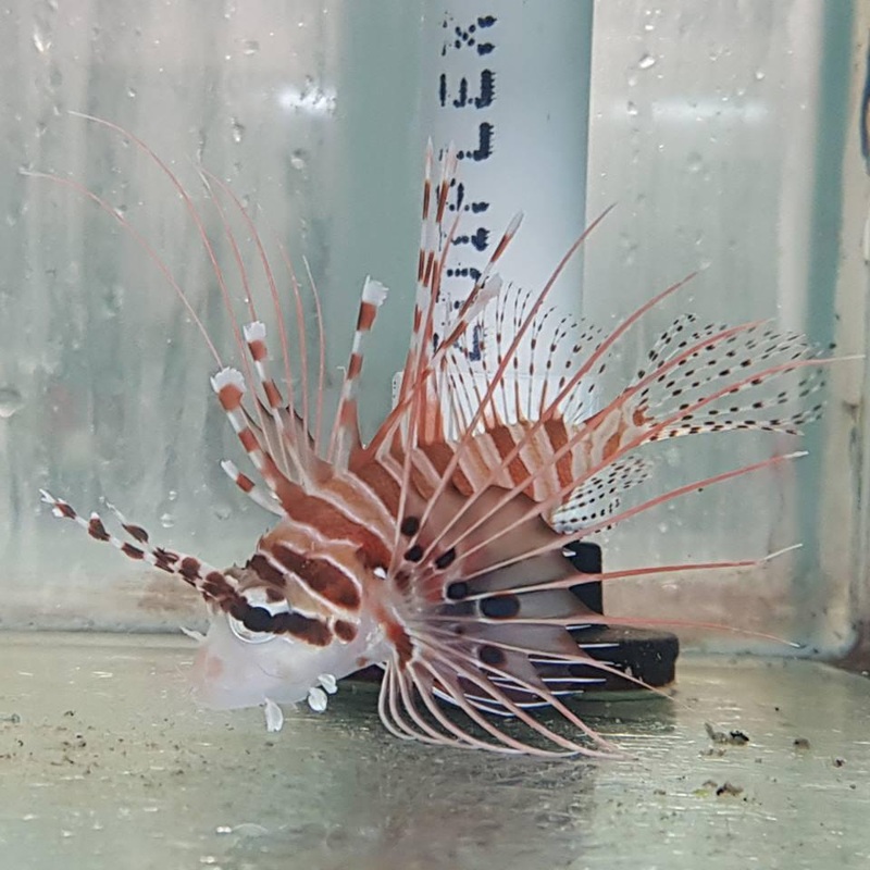 Antennata Lionfish