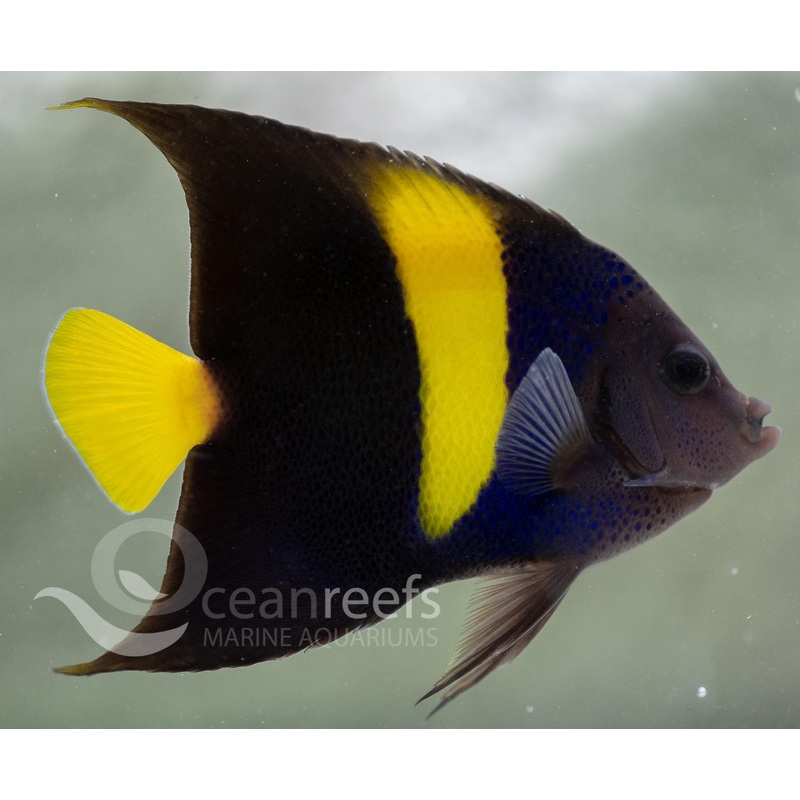 Asfur Angelfish