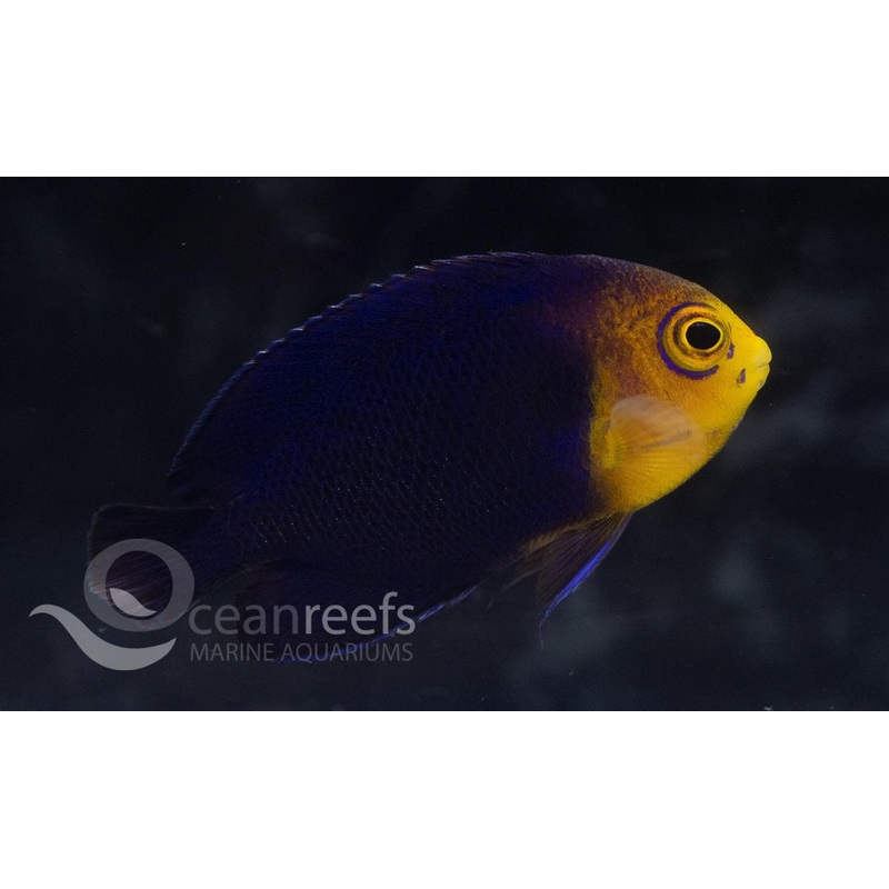 Atlantic Pygmy Angelfish