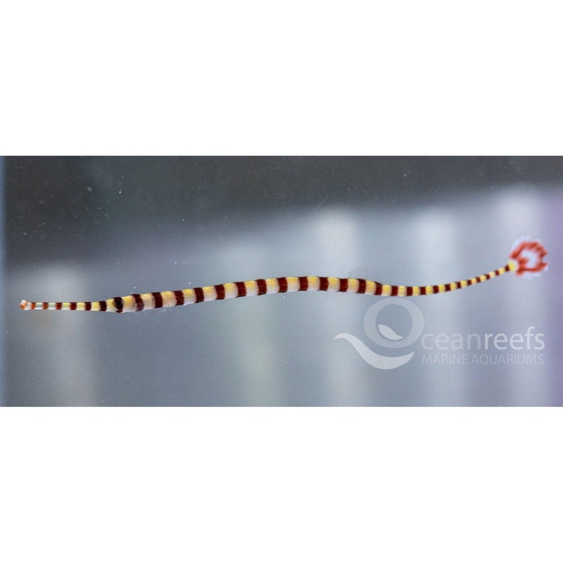 Banded Pipefish