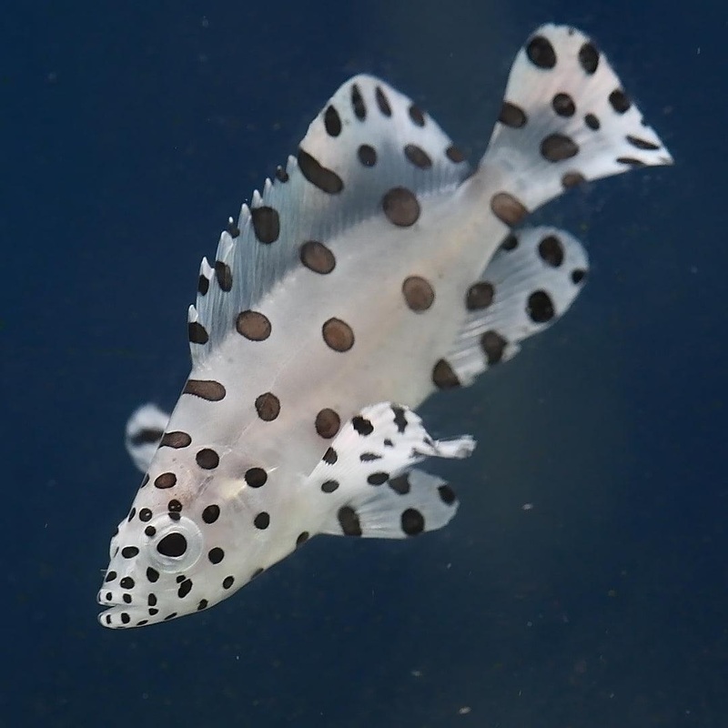 Barramundi Cod