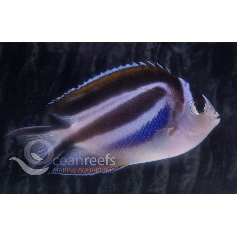 Bellus Angelfish (Female)