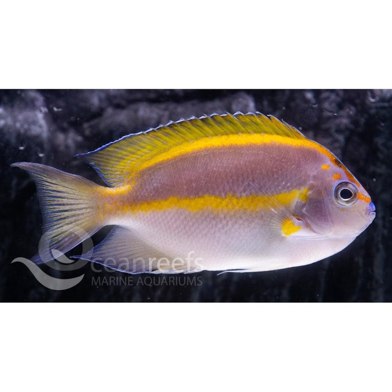 Bellus Angelfish (Male)