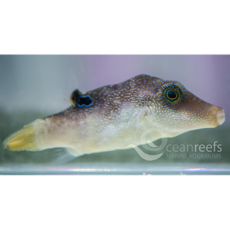 Bennetts Puffer