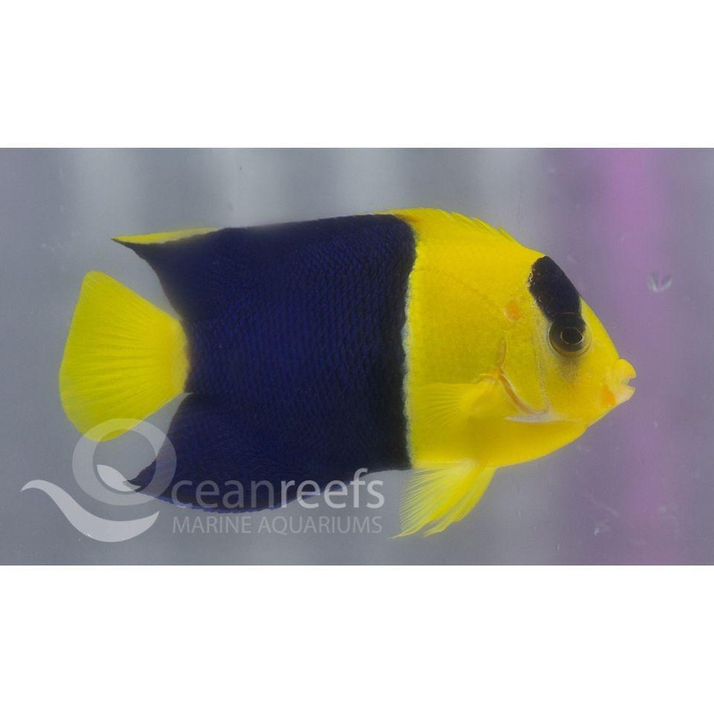 Bicolour Angelfish