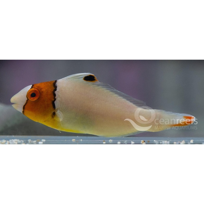 Bicoloured Parrotfish (Juvenile)