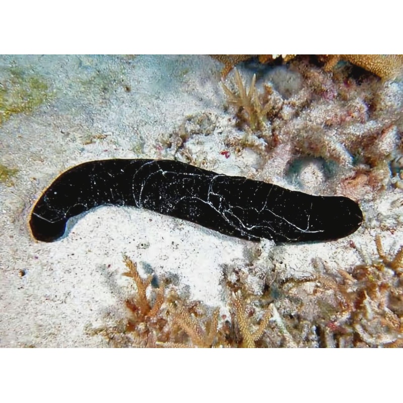 Black Cucumber