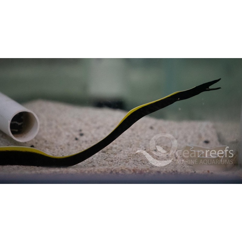 Black Ribbon Eel