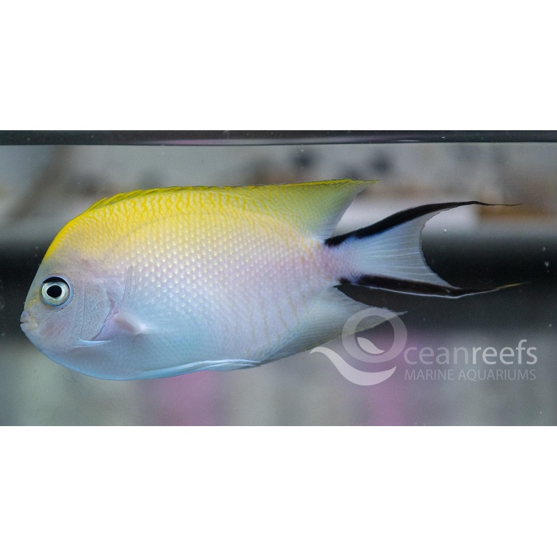 Black Spot Angelfish (Female)