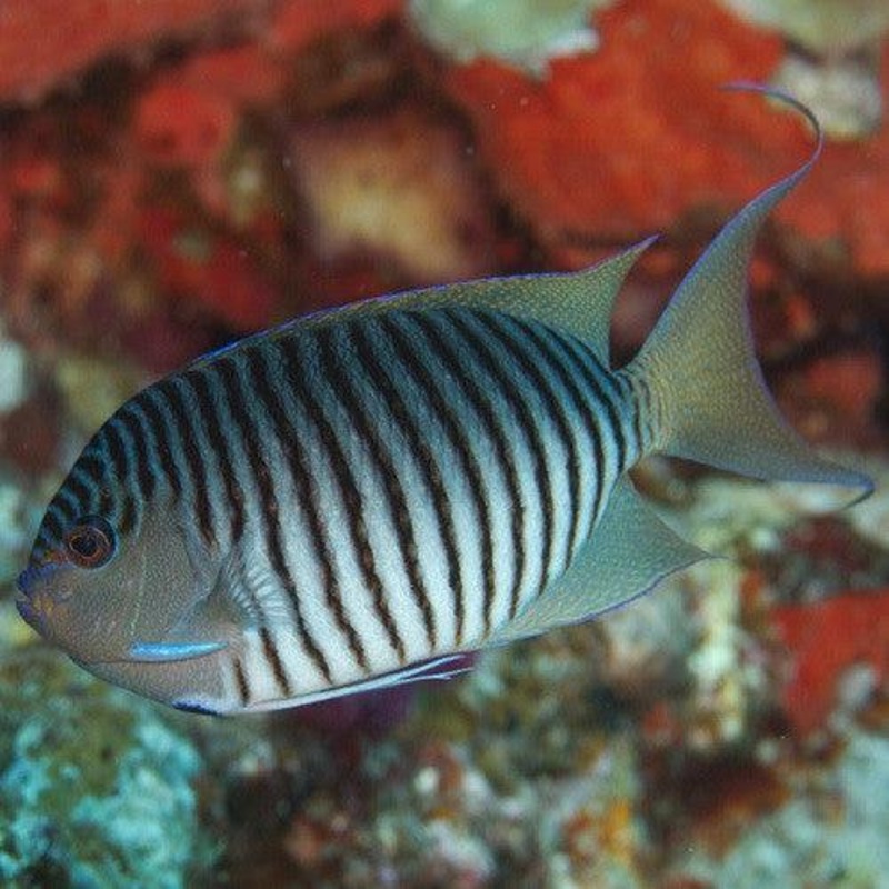 Black Spot Angelfish (Male)