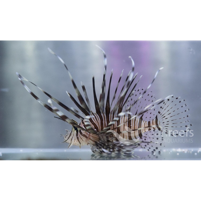 Black Volitans Lionfish