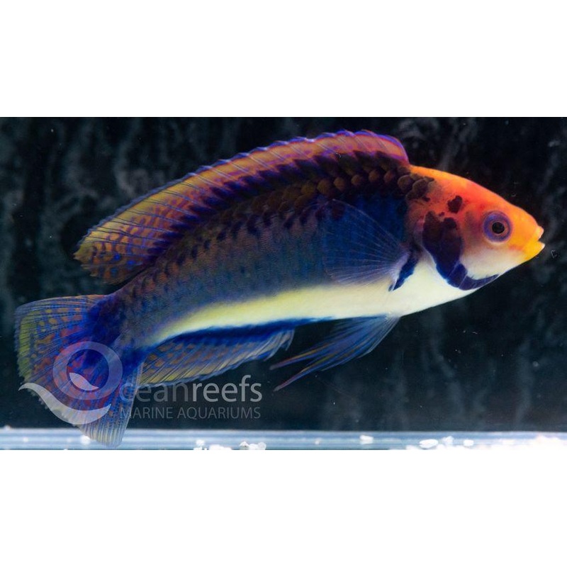 Blue Gilled Fairy Wrasse