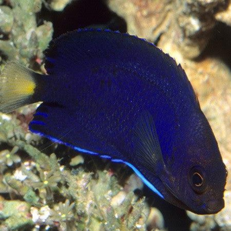 Blue Pygmy Angelfish