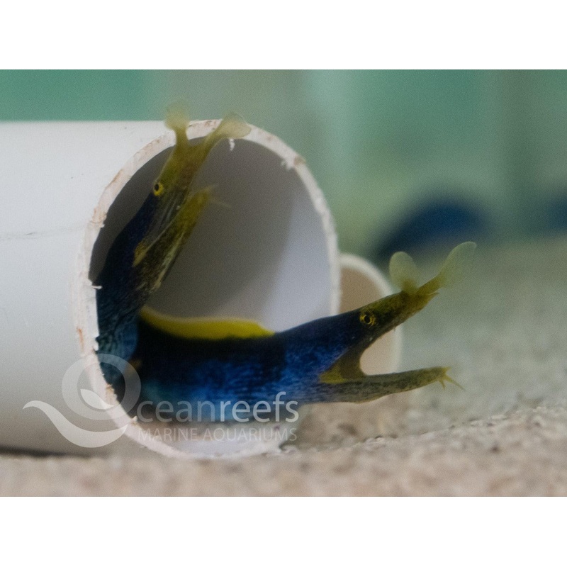 Blue Ribbon Eel