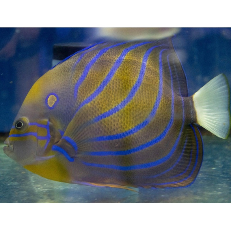 Blue-Ringed Angel (Adult)