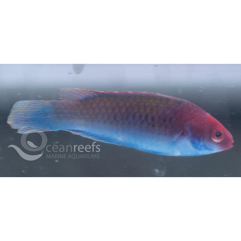 Blue sided Fairy wrasse