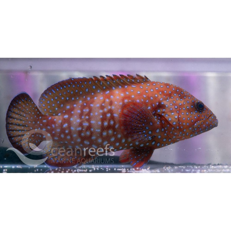 Blue Spotted Rockcod