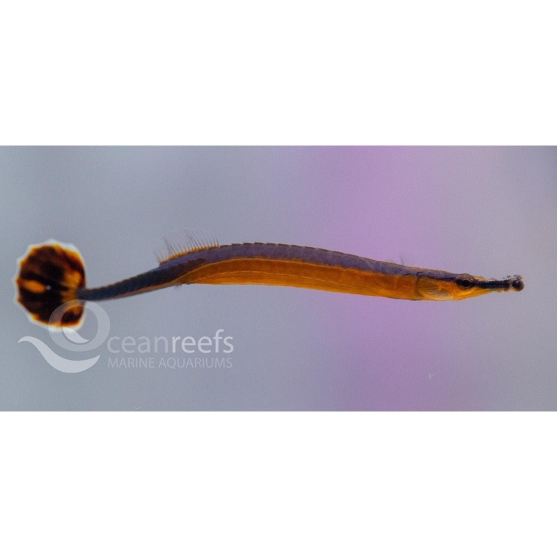 Blue Stripe Pipefish
