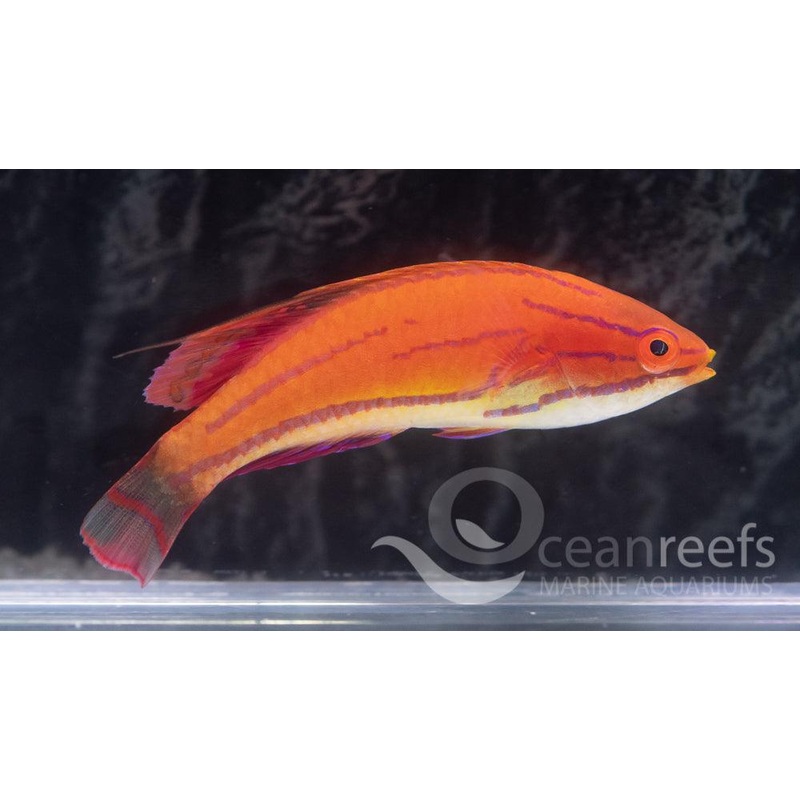 Carpenter's wrasse