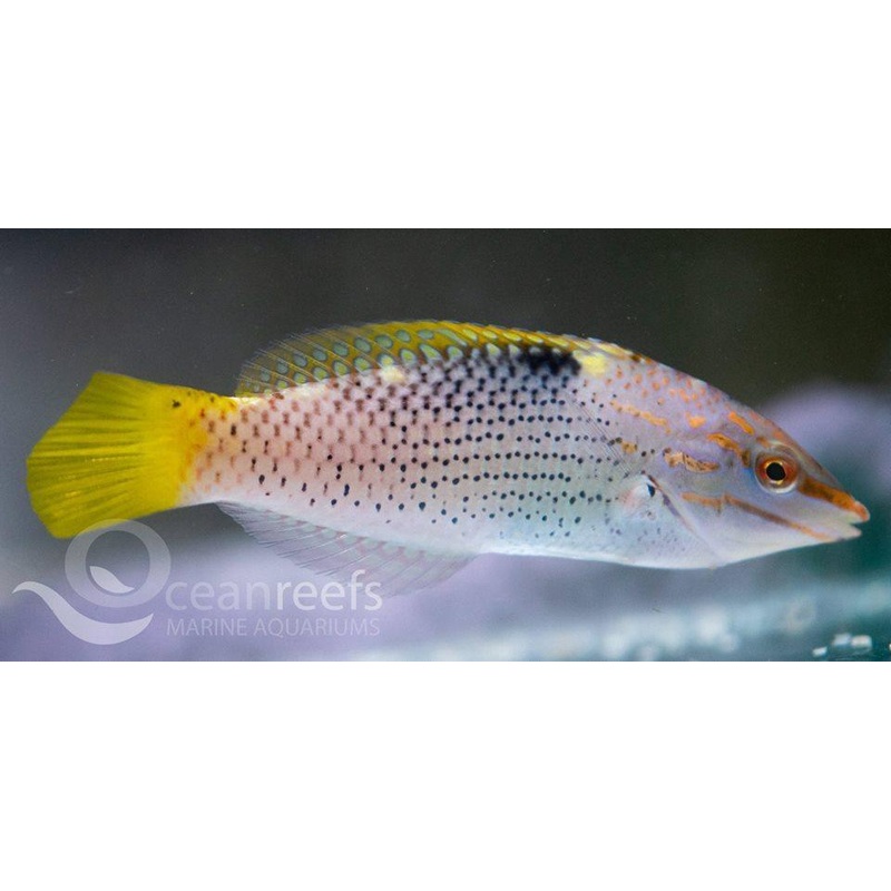 Checkerboard wrasse