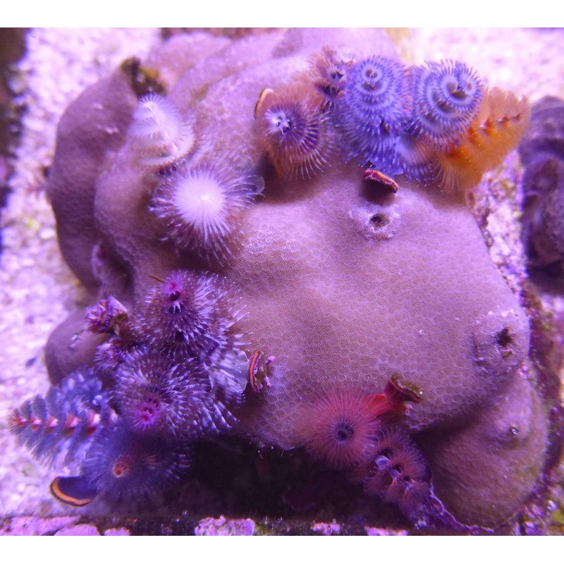 Christmas tree Worm Rocks